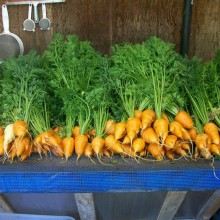 Oxheart carrots grown in the garden. UBUNTU RESTAURANT/Rose Robertson